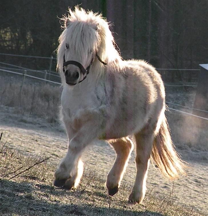 Miniature Golden samson  billede 17
