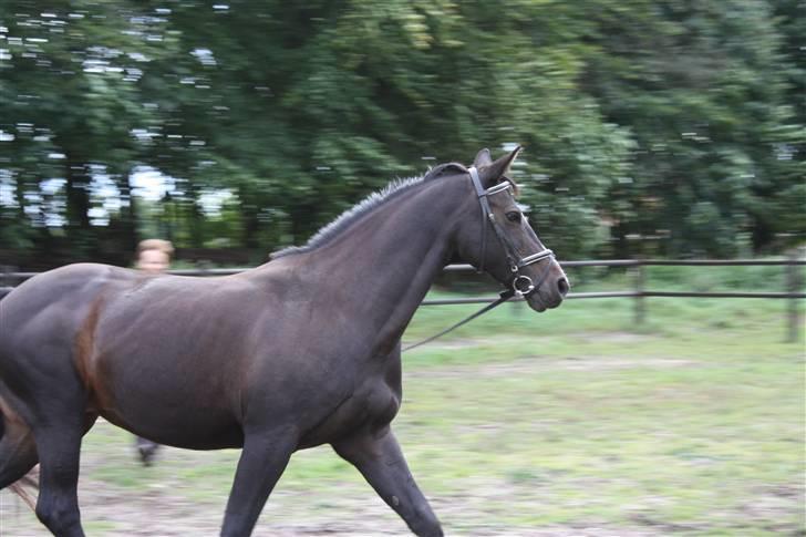 Dansk Varmblod Mani - ... hun er altså dygtig :D billede 19