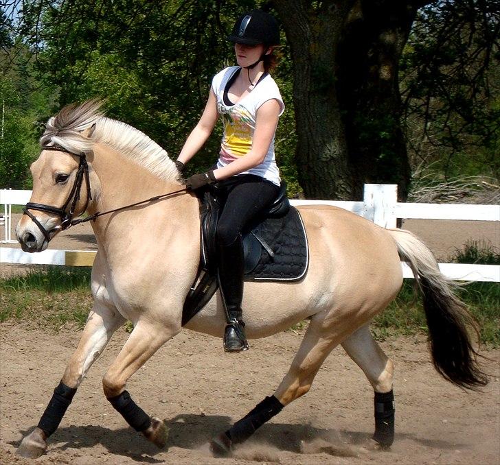 Fjordhest Faldborgs Sofie  - Forår! billede 5