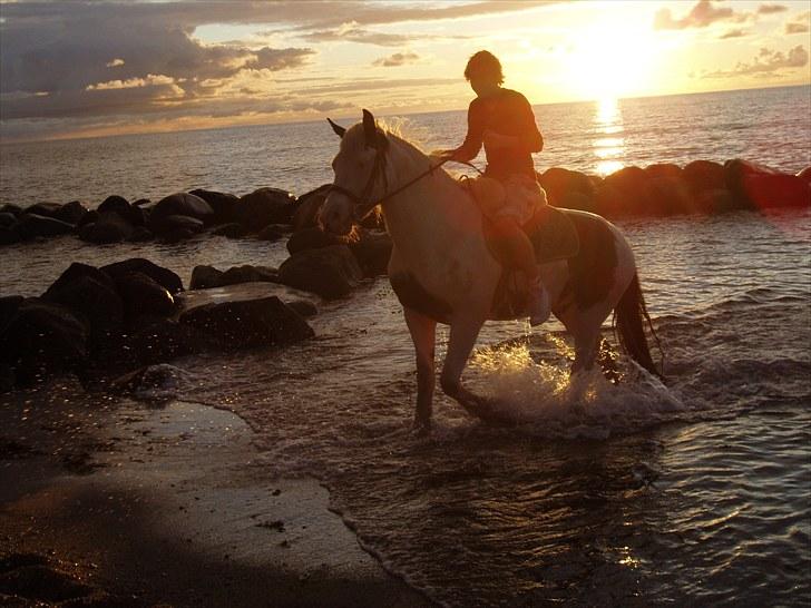 Irish Cob Næbbet's Victor (SOLGT) billede 8