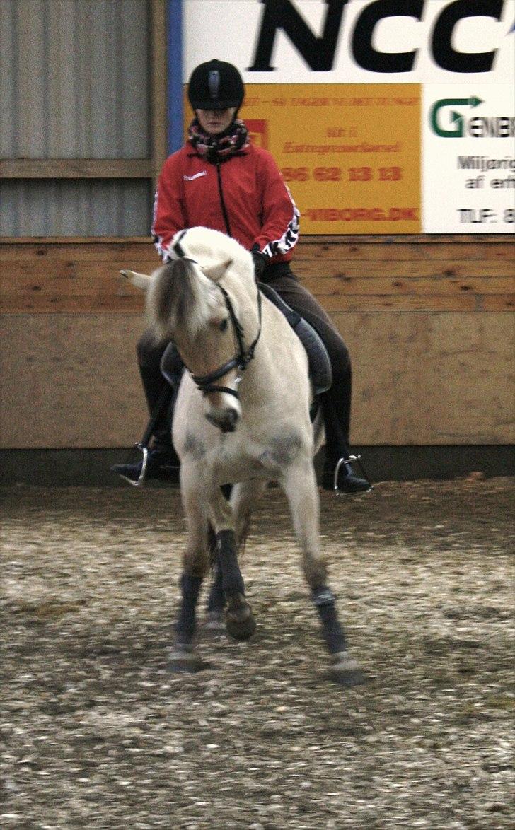 Fjordhest Faldborgs Sofie  - fie i det hun er bedst til :) billede 6