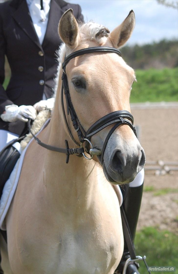 Fjordhest Faldborgs Sofie  - Sofie til stævne på VIR - foto Mette Hassing billede 7