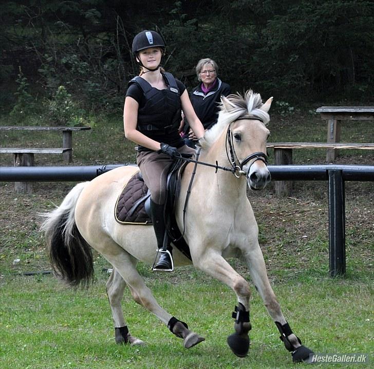 Fjordhest Faldborgs Sofie  - foto Julie Lunde billede 8