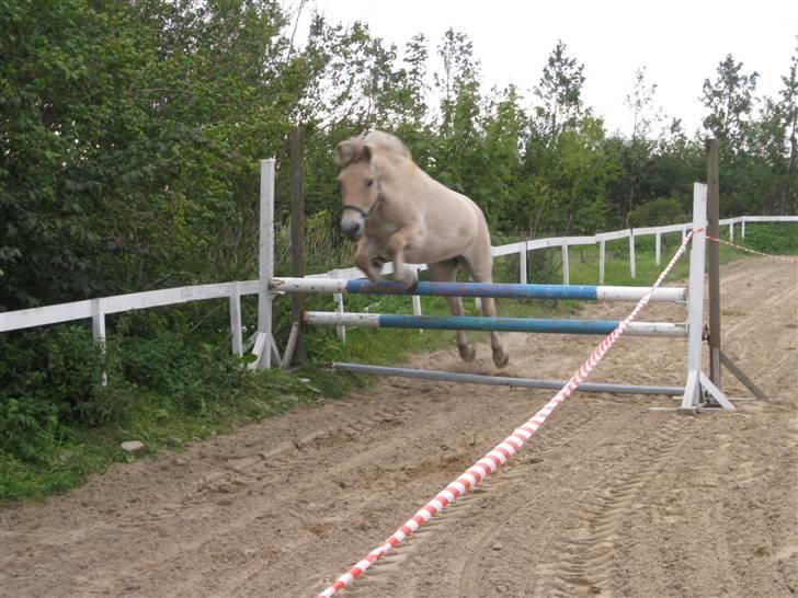 Fjordhest Baksmindes Victoria billede 16