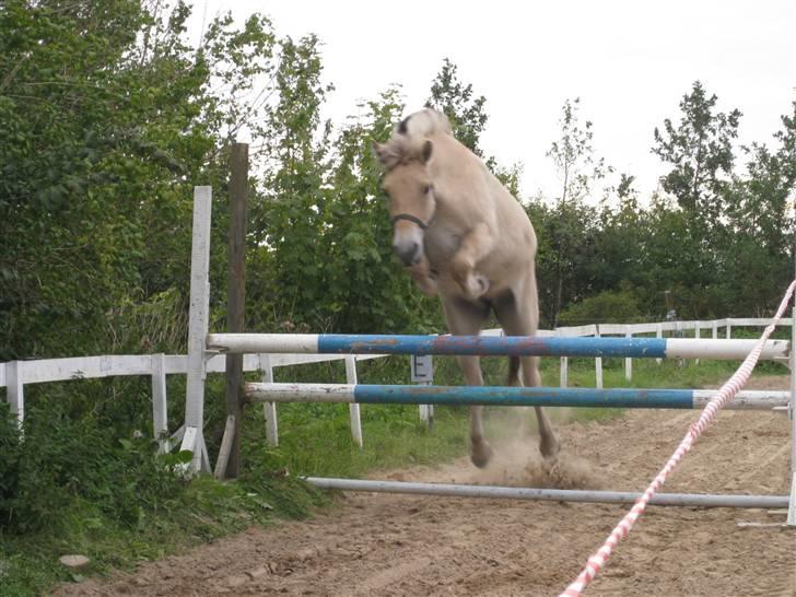 Fjordhest Baksmindes Victoria billede 17