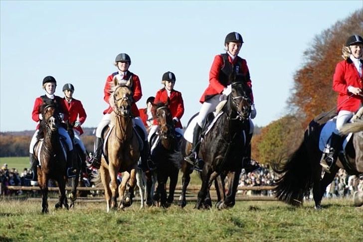 Irsk Sportspony Santana  billede 5