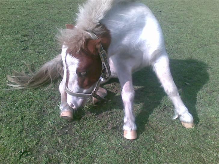 Shetlænder Trille<3 - Nyyt - Foto: Tanja Jensen billede 15