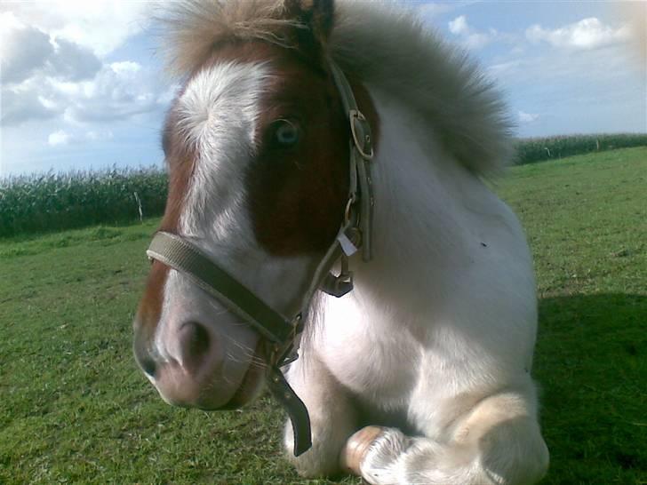 Shetlænder Trille<3 - Nyyt - Foto: Tanja Jensen billede 16