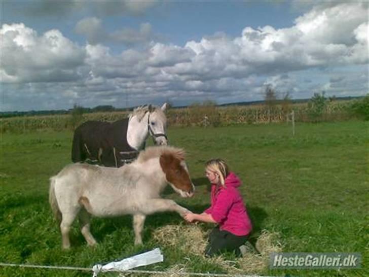 Shetlænder Trille<3 - Nyyt - Foto: Tanja Jensen billede 17