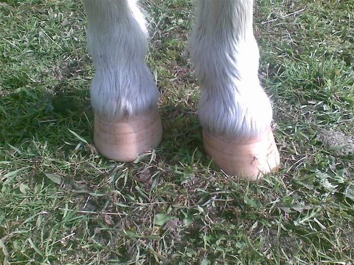 Shetlænder Trille<3 - Nyyt - Foto: Tanja Jensen billede 18