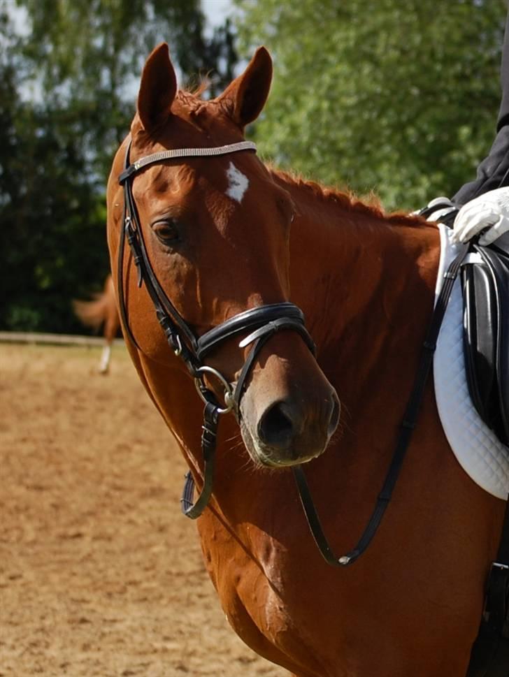 Trakehner RIVALL - Velkommen til Valle-Palles Profil! <3   Kiig dig omkring (: billede 1