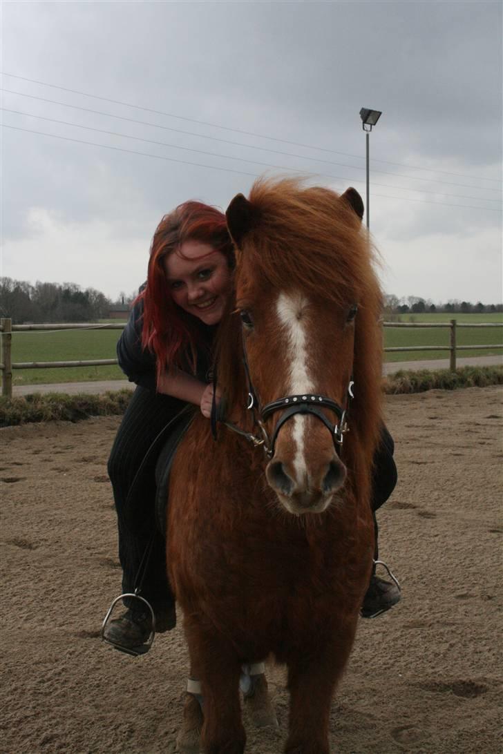 Islænder Jarl fra Nøddegården  billede 17