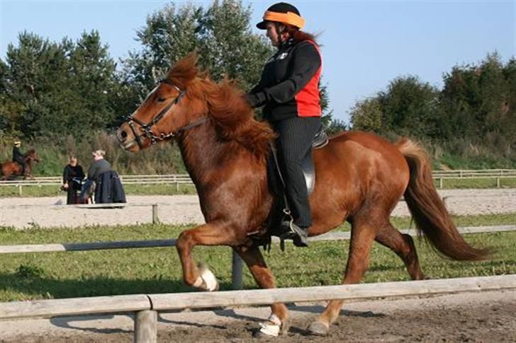Islænder Jarl fra Nøddegården  billede 18