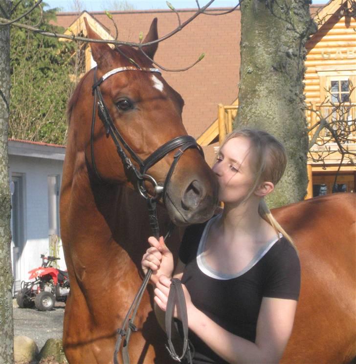 Trakehner RIVALL - *3*  Min smukke skat <3 kæft du er lækker på det her billede! billede 3