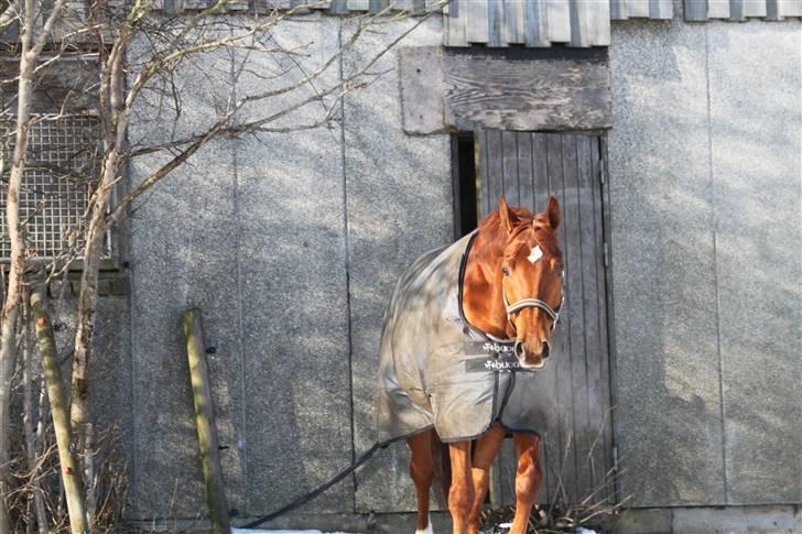 Trakehner RIVALL - *6* Min Lille camouflagehest! Haha, man kan næsten ikke finde ham! lidt cool billede, med den gamle lade i baggrunden :D billede 6