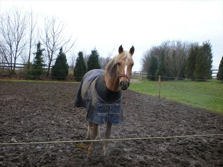 Irsk Sportspony Santana  billede 13