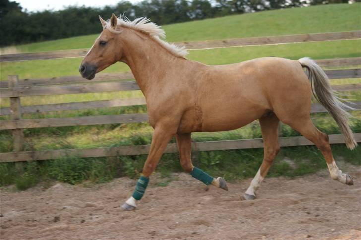 Irsk Sportspony Santana  billede 16