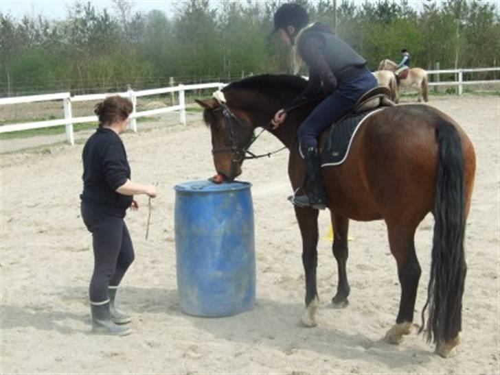 Hannoveraner Fakir gl. part :'( - neei fakir ikk spise æblet xD billede 13