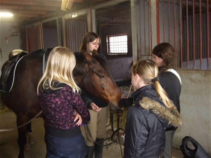 Hannoveraner Fakir gl. part :'( - Hygge i stalden billede 15