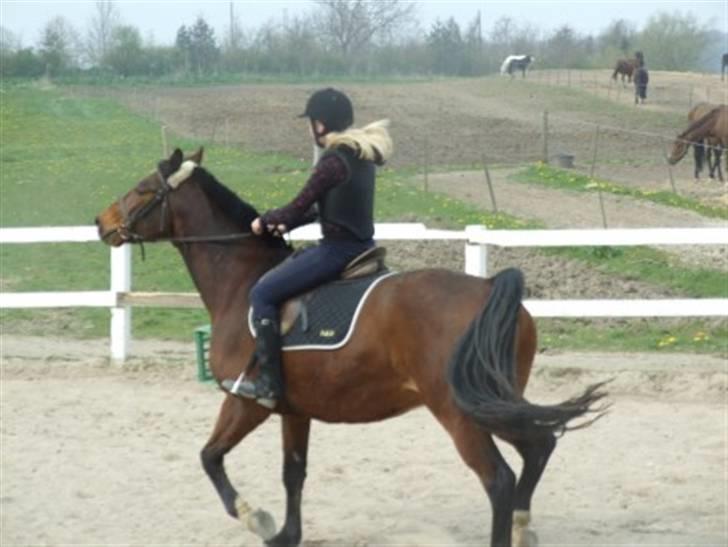 Hannoveraner Fakir gl. part :'( - fuld galop heeh billede 18