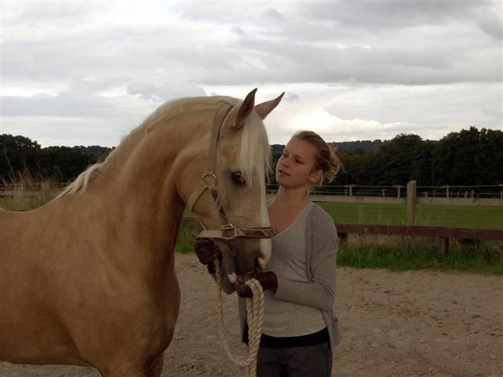 Palomino Yellow Fellow- Solgt;( billede 10