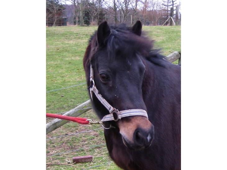 {{currentPhoto.altText}} billede {{currentPhoto.number}}