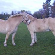 Fjordhest Prins