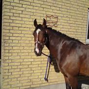 Hollandsk Sportspony Queenie R.I.P <3