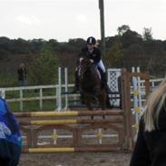 Hollandsk Sportspony Queenie R.I.P <3