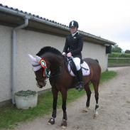 Hollandsk Sportspony Queenie R.I.P <3