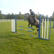 Anden særlig race Tara