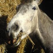 Anden særlig race Tara