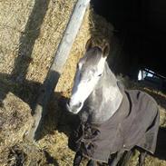 Anden særlig race Tara