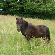 Shetlænder bob