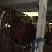 Anden særlig race Enggårdens Linea