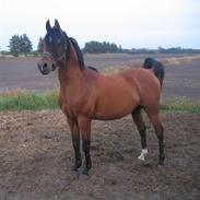 Arabisk fuldblod (OX) Fadson