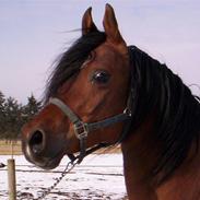 Arabisk fuldblod (OX) Fadson