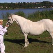 Welsh Mountain (sec A) Bryndansi Miss Mary