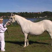 Welsh Mountain (sec A) Bryndansi Miss Mary