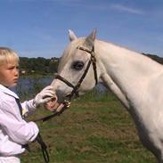 Welsh Mountain (sec A) Bryndansi Miss Mary