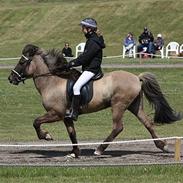 Islænder Mosdal Frá Dallandi