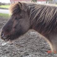 Islænder Mosdal Frá Dallandi