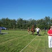 Dansk Varmblod Heinsgårdens Cantina
