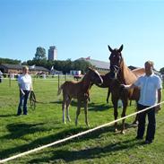 Dansk Varmblod Heinsgårdens Cantina
