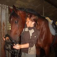 Dansk Varmblod Magic-boy