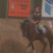 Dansk Varmblod Magic-boy