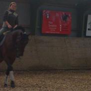 Dansk Varmblod Magic-boy