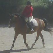 Anden særlig race Lillegårdens Malou 