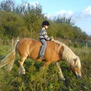 Haflinger Magnus