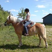 Haflinger Magnus